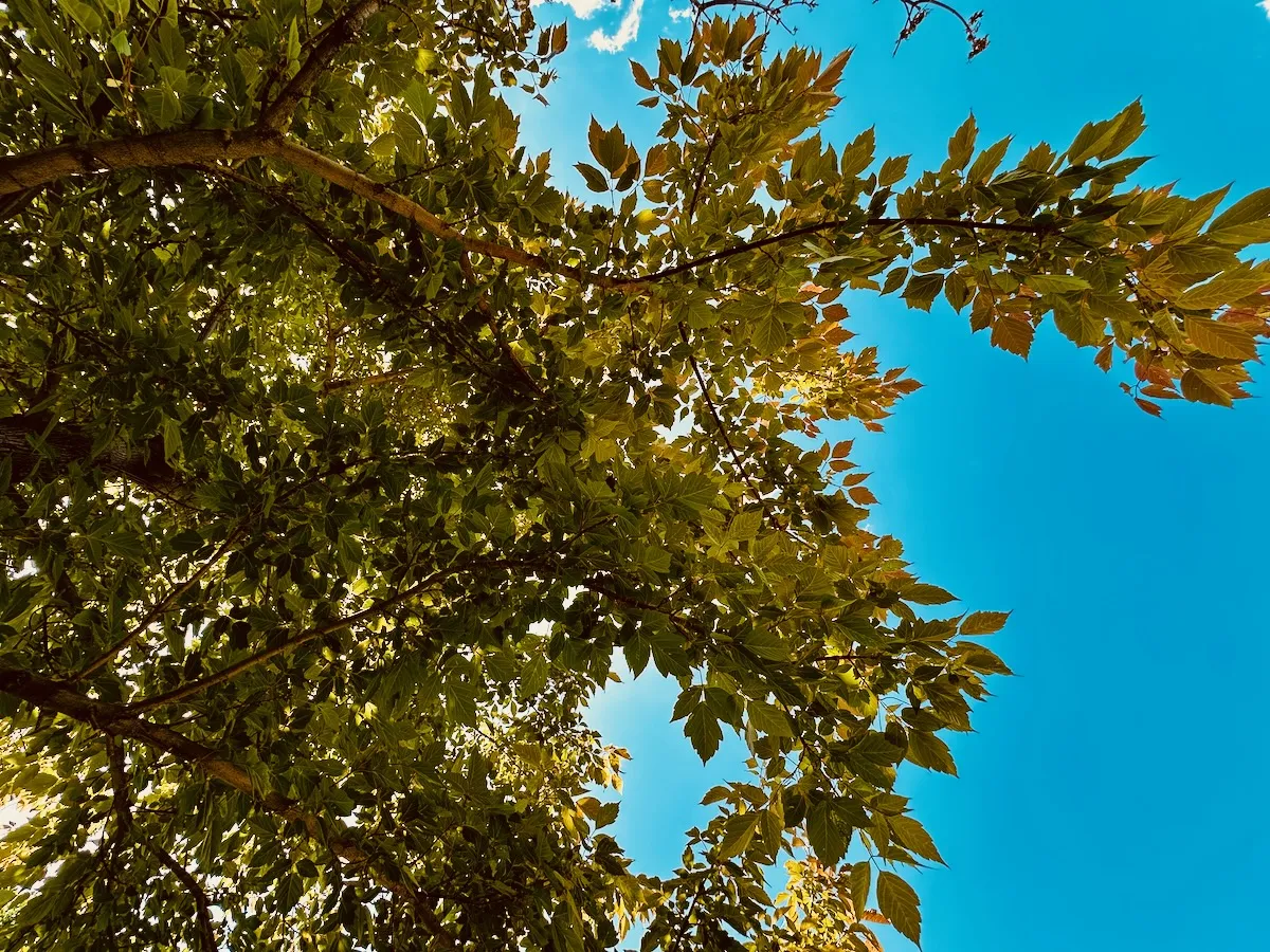 2025-06-14-backyard-maple-shade.webp