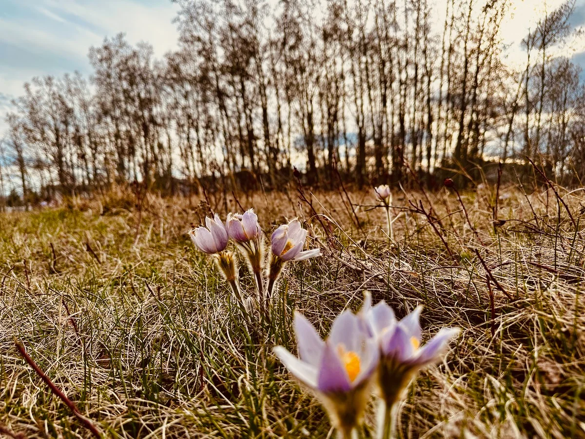 2026-05-01-may-day-crocusses.webp
