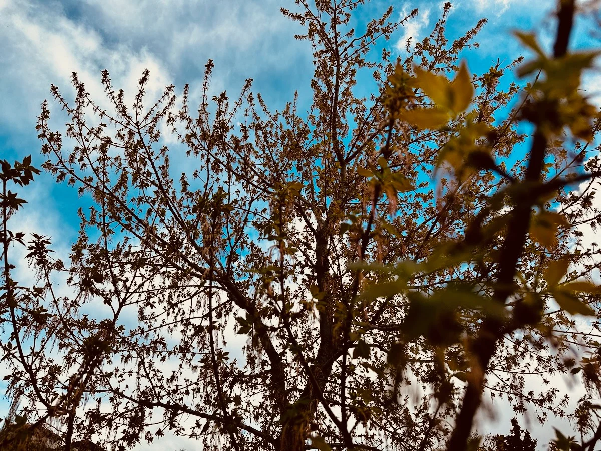 2026-05-15-almost-leafing-maple.webp