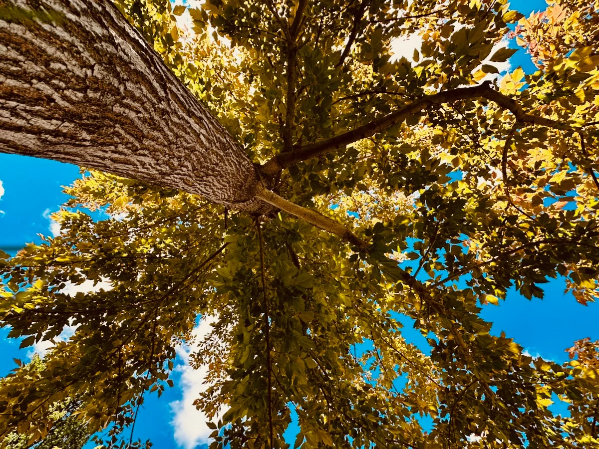 2026-06-13-under-the-maple.webp