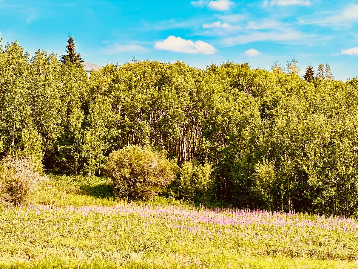 2026-07-21-summer-purple.webp
