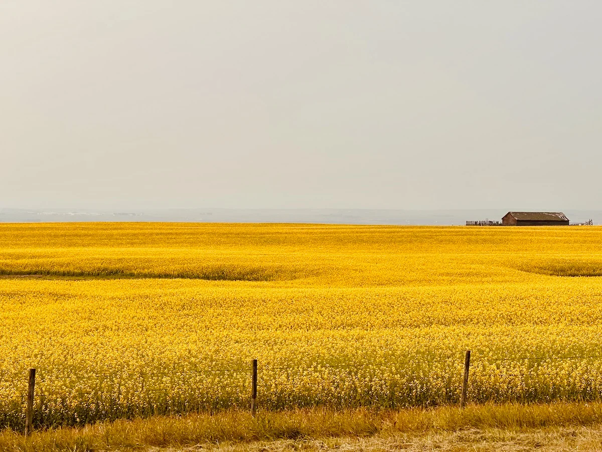 2026-07-25-canola-fields-and-smokey-bow-valley.webp