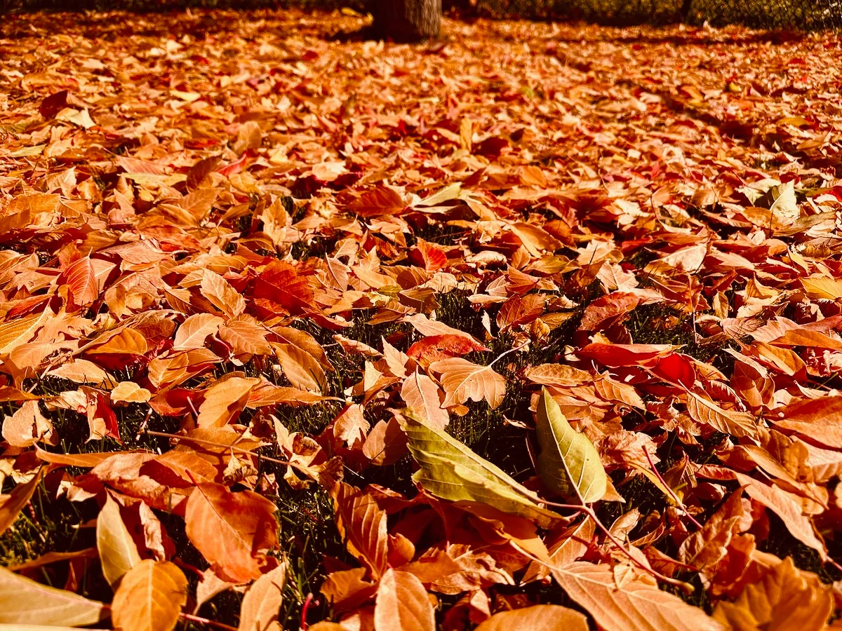 2026-09-27-mapled-backyard.webp
