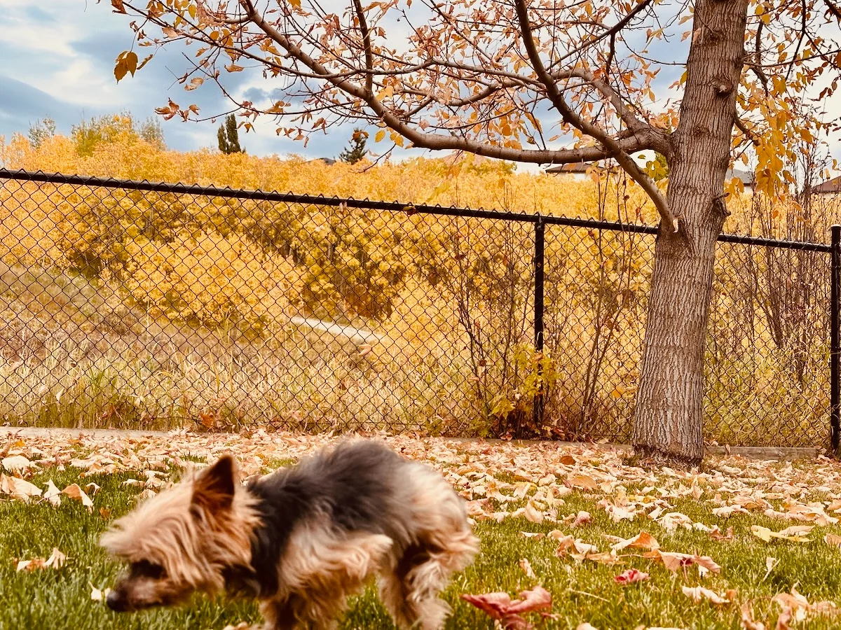 2026-10-02-blur-dog.webp